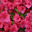 Azalea 'Girard's Crimson'