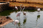 flamingos