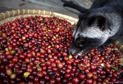 proses_pembuatan_kopi_luwak