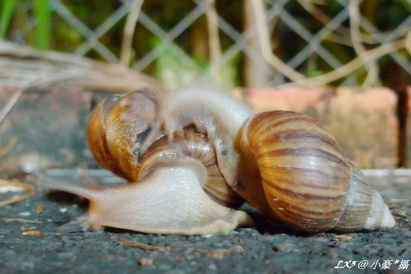  @跟著左豪吃不胖