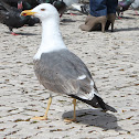 Argêntea Seegull