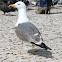 Argêntea Seegull