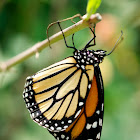 Monarch