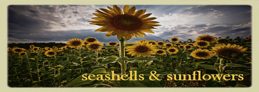 Seashells and Sunflowers | Necochea, Argentina
