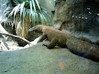 Komodo Dragon