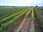 TULIPS!