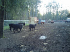 Cows... yep, cows.