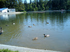 Who let that goose in the picture?
