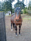 Sad horse.  We ran out of carrots.