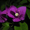 Purple Bougainvillea