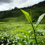Cameron Highlands (Malaysia)