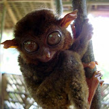 Loboc - Philippines