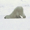 [polar_bear[2].gif]