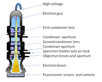 Electron Microscopes Diagram