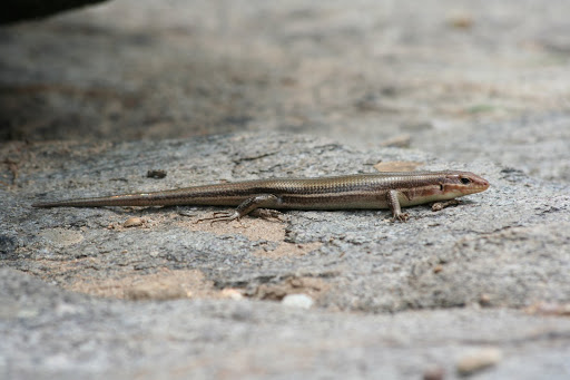 Reptiles_and_Amphibians