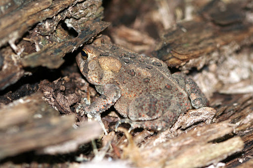 Reptiles_and_Amphibians