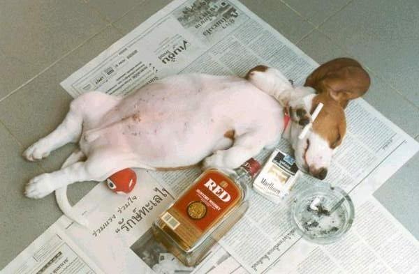 [dog4.jpg]