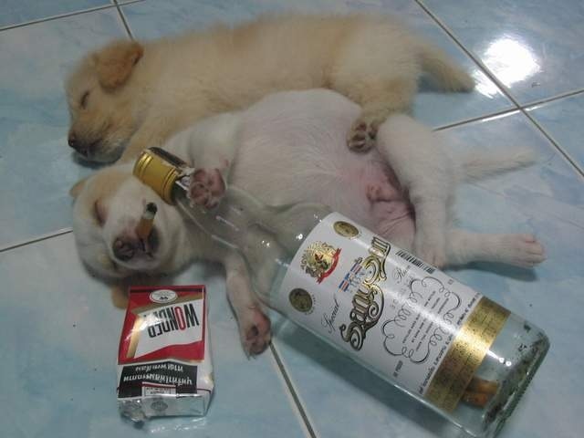 [dog24.jpg]