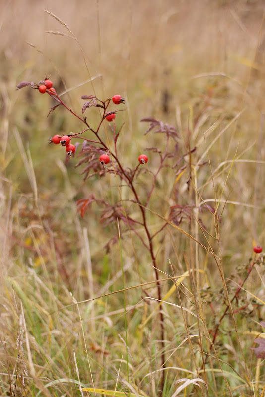 This image is copyrighted by the owner