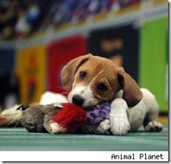 puppybowl