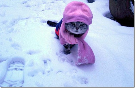 cat_1252340i