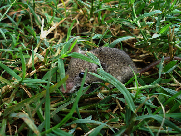 Spotting Image 1