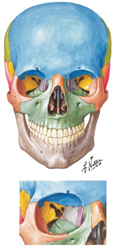 [Netter Skull 1998-4907[4].jpg]