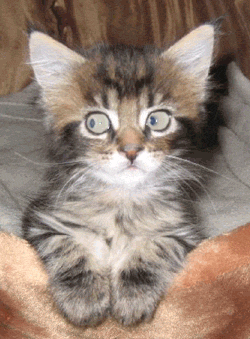 gato moviendo los ojos al mirar un pendulo gato moviendo los ojos al mirar un pendulo