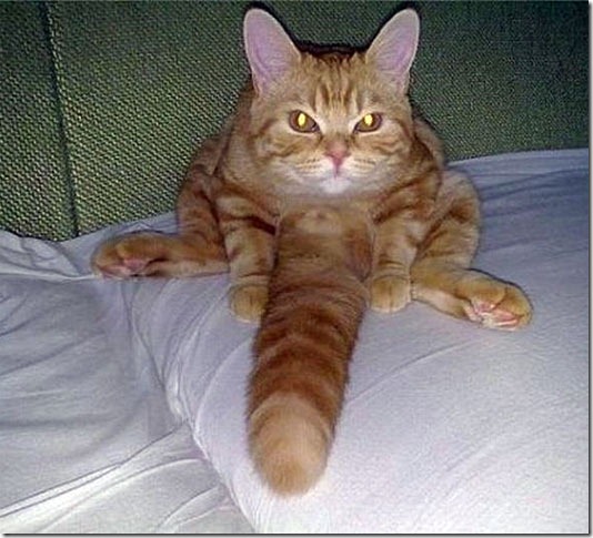 gato 1(4) gato 1(4)