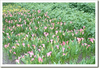 zantedeschia's 005