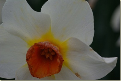 2011-04-15 Tulips (19)
