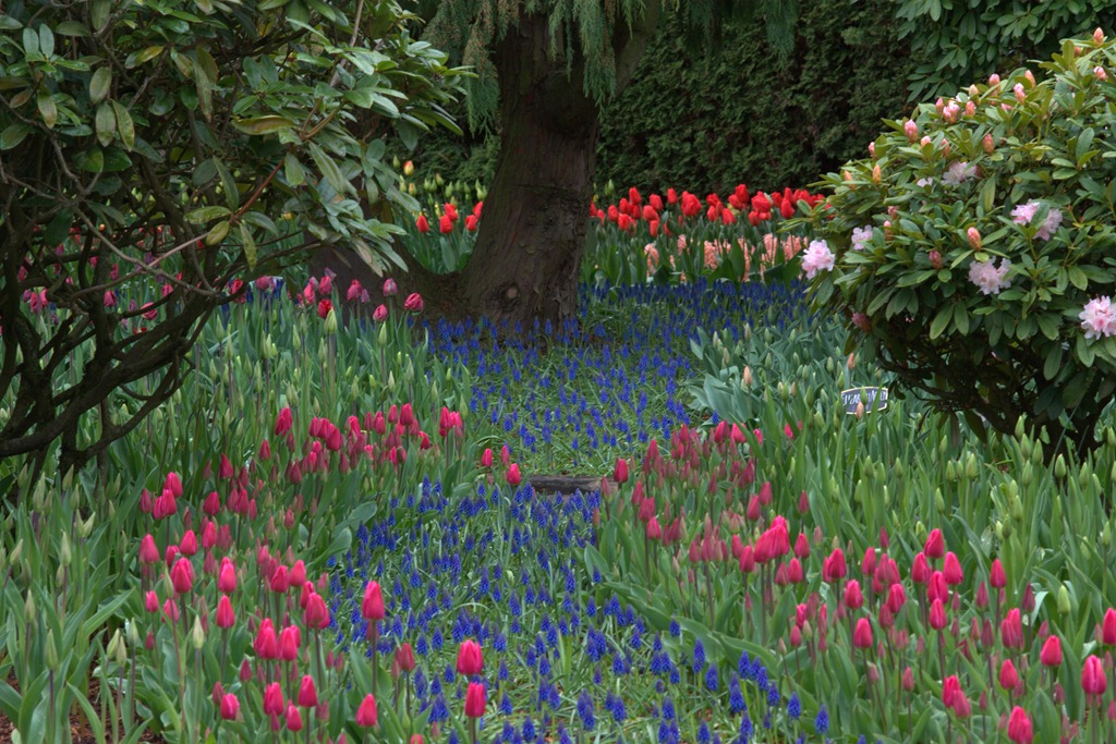 [2011-04-15-Tulips-20.DNG3.jpg]