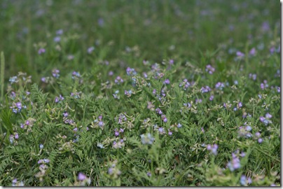 deer pea vetch