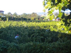 DSCN0380 DSCN0380