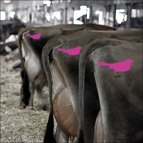 [cows[4].jpg]
