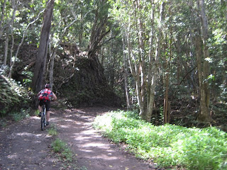 Peacock Flats area off of Mokule'ia Rd
