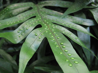 gotta ask Robin what kind of fern this is