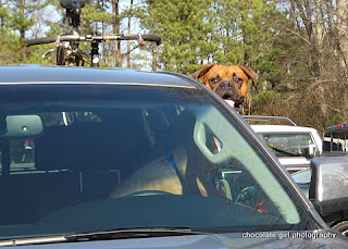 Buddy is ready to go get some lunch.