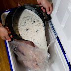 Pouring in the buttermilk & spice brine
