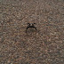 A Tarantula on the road next to our campsite