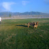 The dogs playing at the track