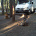 The dogs at Canyon Village Campsite