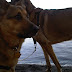 The dogs at the lake at Grant Village campground