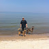 The pack in Lake Michigan