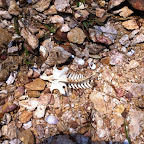 Bones on the beach