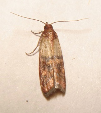 [moth[7].jpg]