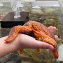 Star Fish