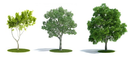 3d trees