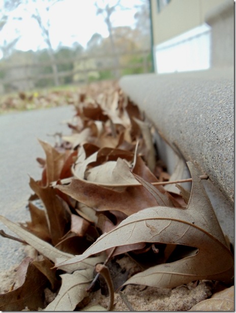leaves in the sidewalk
