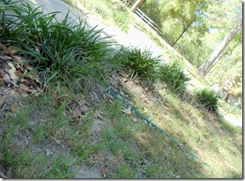 sidewalk bushes